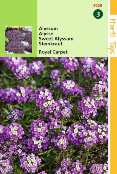 sweet alyssum Royal Carpet (Lobularia) 750 seeds HT